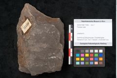Foto (Objekt + Etikett) von Plantae indet.  (NHMW-GEO-2024-0188-11568)